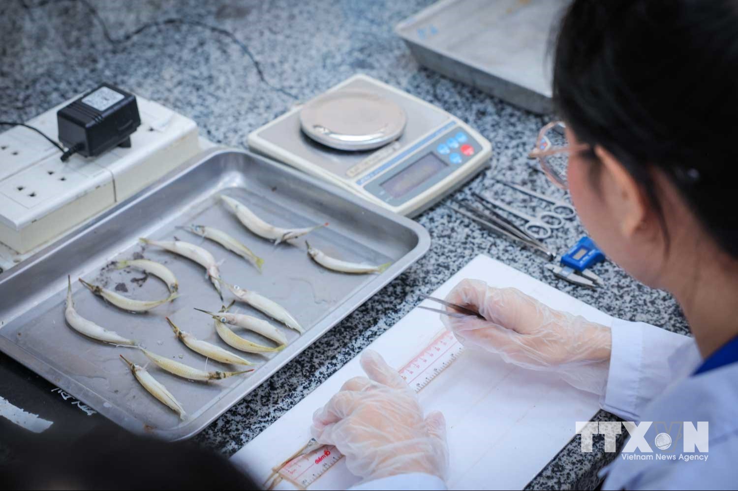 Thí nghiệm, đo đạc và ghi nhận các chỉ tiêu trên mẫu vật. (Ảnh: Hoàng Hiếu/TTXVN)